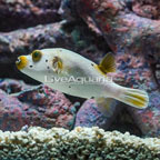 Dogface Puffer  (click for more detail)