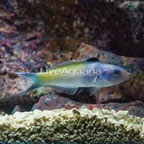 Bluehead Wrasse (click for more detail)