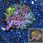 Tree Coral Indonesia (click for more detail)