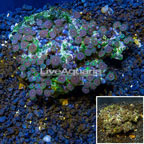 Zoanthus Coral Africa (click for more detail)