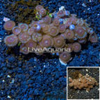 Zoanthus Coral Vietnam (click for more detail)