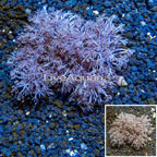 Xenia Coral Indonesia (click for more detail)