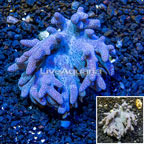 Sinularia Leather Coral Vietnam (click for more detail)