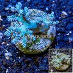 Pineapple Tree Coral Indonesia (click for more detail)