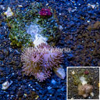 Toadstool Leather Coral Indonesia (click for more detail)