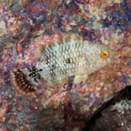 Tripletail Wrasse (click for more detail)