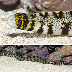 Snowflake Eel  (click for more detail)