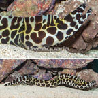 Tessalata Eel (click for more detail)