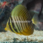 Sailfin Tang (click for more detail)