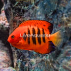 Flame Angelfish (click for more detail)