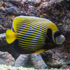 Emperor Angelfish  (click for more detail)