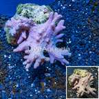 Sinularia Leather Coral Vietnam (click for more detail)