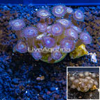 Zoanthus Coral Indonesia (click for more detail)