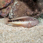 Freckled Hawkfish  (click for more detail)