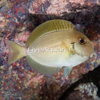 Epaulette Surgeonfish (click for more detail)