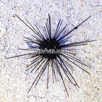 Black Longspine Urchin  (click for more detail)