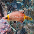 Yellow Banded Possum Wrasse (click for more detail)