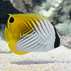 Auriga Butterflyfish  (click for more detail)