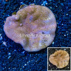 Toadstool Mushroom Leather Coral  Vietnam (click for more detail)