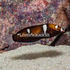 Formosa Wrasse Juvenile  (click for more detail)