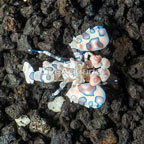 Harlequin Shrimp  (click for more detail)