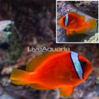 Tomato Clownfish (click for more detail)