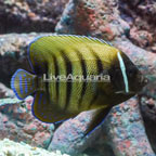 Six Bar Angelfish  (click for more detail)