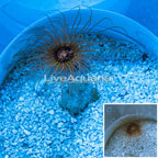 Cerianthus Tube Anemone (click for more detail)