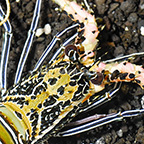 Blue Spiny Lobster  (click for more detail)