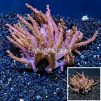 Tree Coral Indonesia (click for more detail)