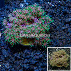 Starburst Polyps Indonesia (click for more detail)