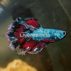 Rosetail Betta (click for more detail)