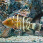 Red Breast Wrasse  (click for more detail)