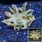 Sinularia Leather Coral Vietnam (click for more detail)