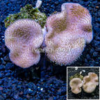 Toadstool Mushroom Leather Coral  Vietnam (click for more detail)