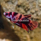 Koi Halfmoon Placket Betta, Male  (click for more detail)