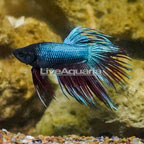 Delta Tail Betta, Male (click for more detail)