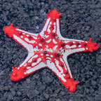 Knobby Red Sea Star (click for more detail)