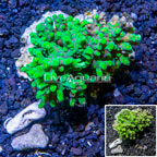 Acropora Coral Indonesia (click for more detail)