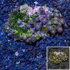 Zoanthus Coral Vietnam (click for more detail)