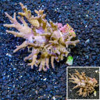 Sinularia Leather Coral Fiji (click for more detail)