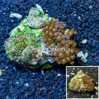 Zoanthus Coral Indonesia (click for more detail)