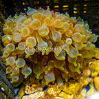 Bubble Tip Anemone Green with Colored Tips (click for more detail)
