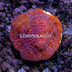 USA Cultured Red Favites Coral (click for more detail)