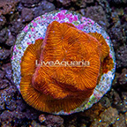 USA Cultured Golden Harvest Leptoseris Coral (click for more detail)