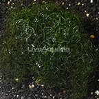 ORA® Cultured Chaetomorpha Algae (click for more detail)