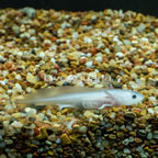 Leucistic Axolotl  (click for more detail)