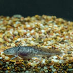 Axolotl  (click for more detail)