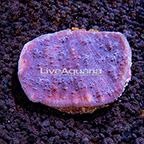 ORA® Marshall Island Purple Chalice Coral (click for more detail)