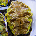 ORA® Cultured Hippopus Clam (click for more detail)